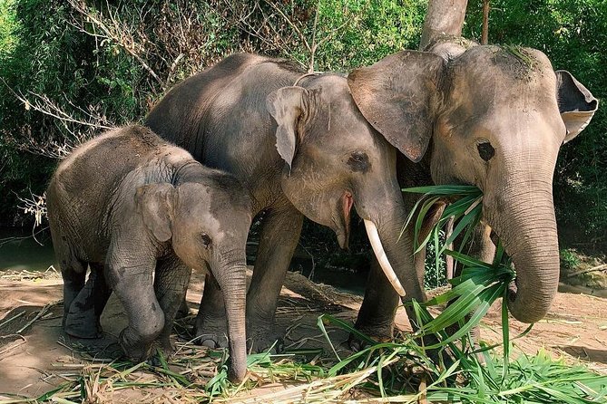One Day Hiking and Elephant experience by Chiang Mai Elephant Home - What to pack for a day that includes water and mud