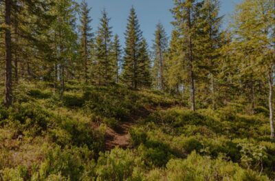 Oslo: Best View of the Oslofjord Hike - The 3.5-hour reality check (and how the walking feels)