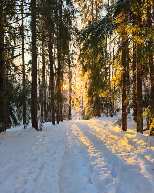 Oslo: Scenic Forest Hike with Dog & Local Guide - Winter note: spikes, seat pads, and a different kind of scenery