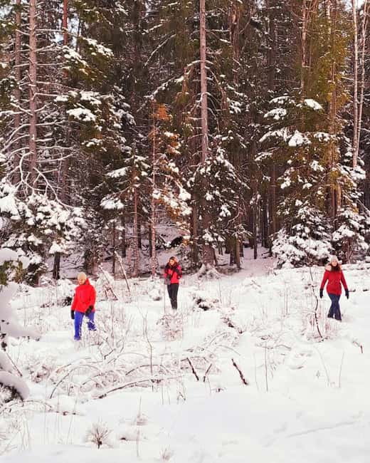 Oslo: Scenic Forest Hike with Dog & Local Guide - Tips that will help you enjoy every part