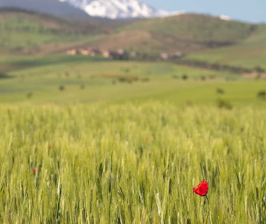 Ourika Valley: Quad Biking,Camel Riding,and Hiking Adventure - Key highlights you’ll actually care about