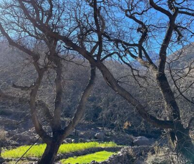 Ourika Valley: Quad Biking,Camel Riding,and Hiking Adventure - Getting Out of Marrakech: Pickup Options and the Drive to Ourika Valley