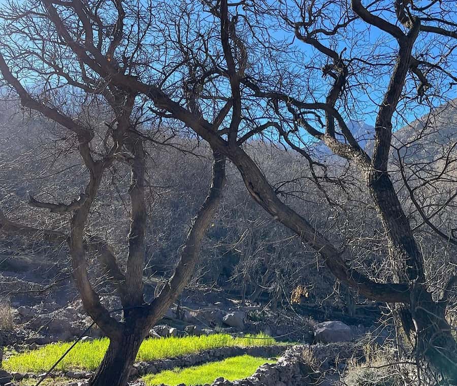 Ourika Valley: Quad Biking,Camel Riding,and Hiking Adventure - Getting Out of Marrakech: Pickup Options and the Drive to Ourika Valley