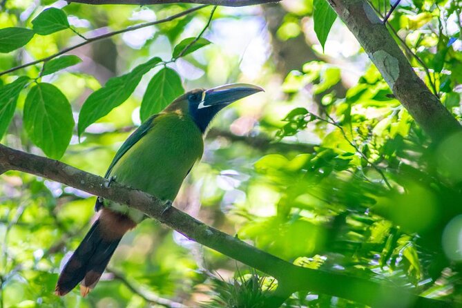 Package | Monteverde Cloud Forest + Curi-Cancha Reserve + Night Hike (Private) - Key Things You’ll Notice on This Private Day
