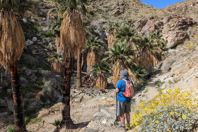Palm Springs Hike to an Oasis and Amazing Desert Views - Key Things You Should Know Before You Go