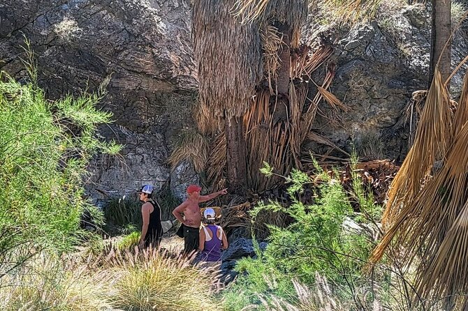 Palm Springs Hike to an Oasis and Amazing Desert Views - Desert Plants and Cahuilla Stories You Can Use
