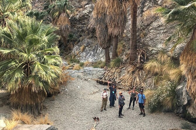 Palm Springs Hike to an Oasis and Amazing Desert Views - Winter Wildlife Watch: Peninsular Bighorn Sheep