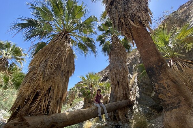 Palm Springs Hike to an Oasis and Amazing Desert Views - The Downhill Finish: A Hidden Palm Oasis in a Canyon
