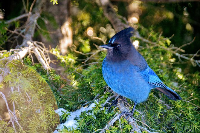 Photography & Advanced Hiking - From Vancouver pickup to Squamish views on Sea-to-Sky Highway