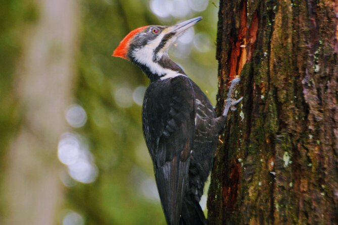 Photography, Gondola & Snowshoeing - Practical trail tips that make the hike easier