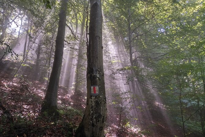 Piatra Craiului National Park Private Hiking Tour from Brasov - What You’ll Hike Through: Gorges, Forests, Pastures, and Shepherd Country
