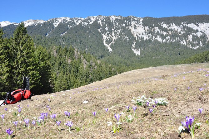 Piatra Craiului National Park Private Hiking Tour from Brasov - Lunch Stop Reality Check: Plan for Food and Timing