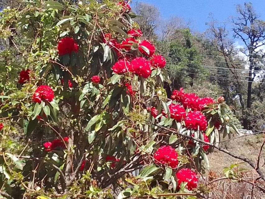 Pokhara: 1-Day Scenic Australian Camp & Dhampus Guided Hike - Price and Value: What $43 Per Person Really Buys