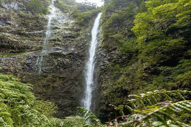 PR9 Caldeirão Verde Queimadas Levada Self-Guided Hiking Transfer - The Levada do Caldeirão Verde hike: water-channel walking in Laurissilva