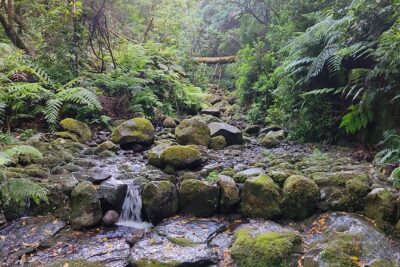 PR9 Caldeirão Verde Queimadas Levada Self-Guided Hiking Transfer - Stop 1: Funchal pickup zones and what you’re really doing there