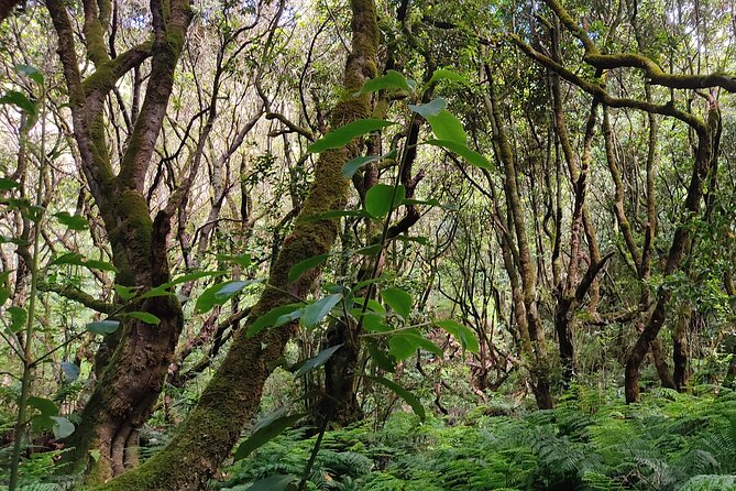 PR9 Caldeirão Verde Queimadas Levada Self-Guided Hiking Transfer - How hard is it, really? The 5.5-hour window and the last-stretch caution