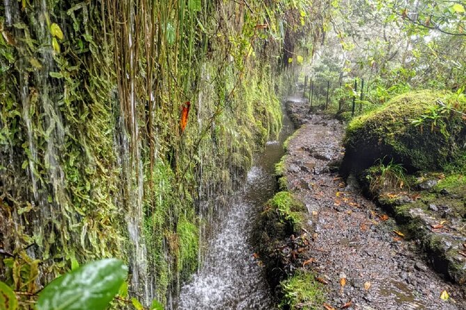 PR9 Caldeirão Verde Queimadas Levada Self-Guided Hiking Transfer - Stop 3: the short PRjoel link near Queimadas Park