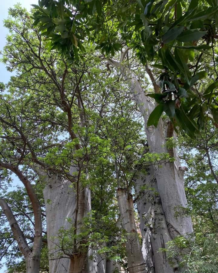 Praia: Baobab Mysterious Tree, Green Valley & Old City Hike - Key Things You’ll Notice on This Hike