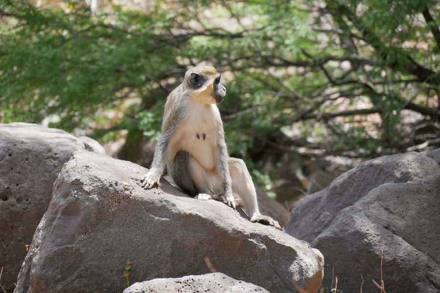 Praia: Baobab Mysterious Tree, Green Valley & Old City Hike - Why This Santiago Hike Feels Like a Local Story