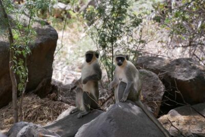 Praia: Baobab Mysterious Tree, Green Valley & Old City Hike - Praia Pickup, Transport, and the Trail Rhythm