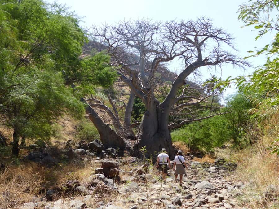Praia: Baobab Mysterious Tree, Green Valley & Old City Hike - Price and Local-Guide Value: Is $53 Worth It?