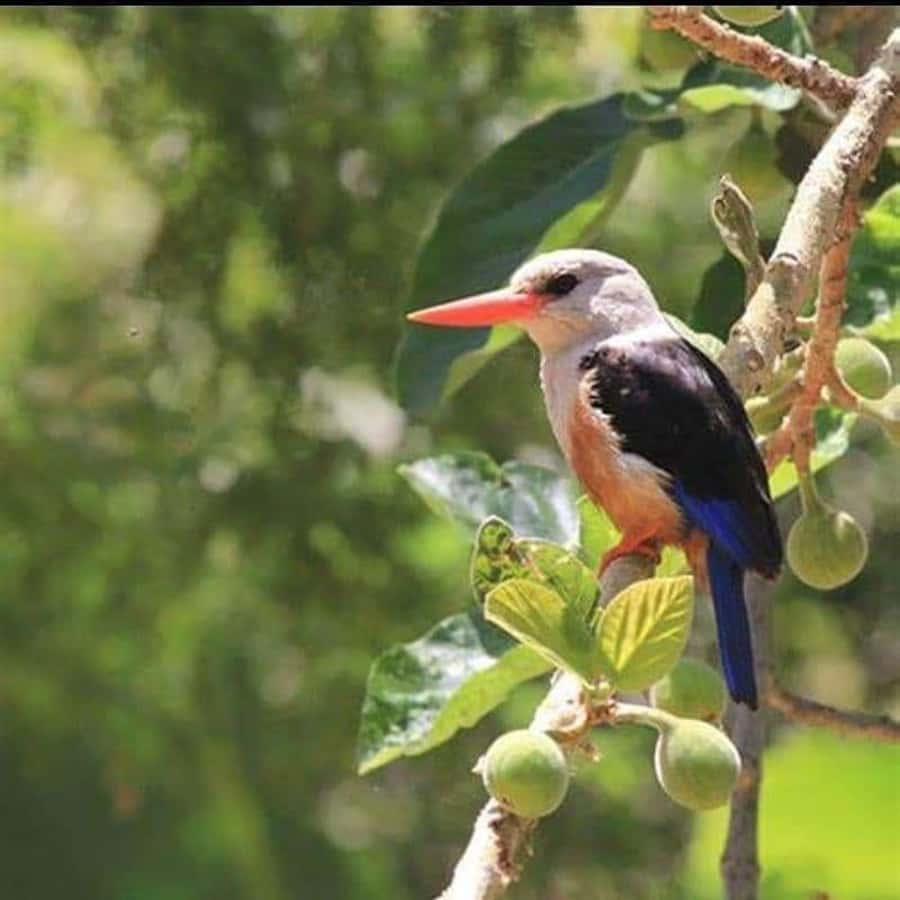 Praia: Baobab Mysterious Tree, Green Valley & Old City Hike - What to Wear and Carry for a Stony 4 km Day