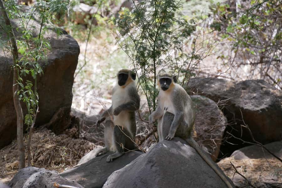 Praia: Baobab Mysterious Tree, Green Valley & Old City Hike - Praia Pickup, Transport, and the Trail Rhythm