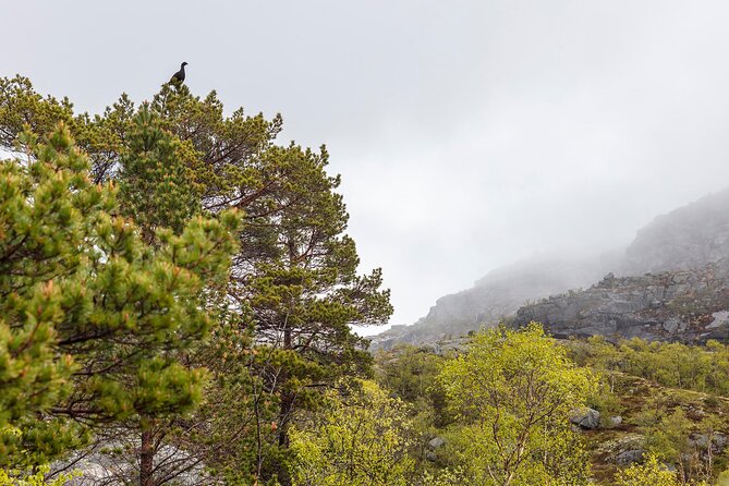 Preikestolen Hidden Trail Hike + Lunch and Canoe Trip - The Hidden Trail Hike: Old Path, Real Effort, Better Views