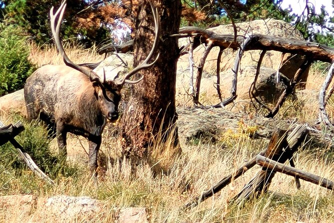 Private Birding Hike in Rocky Mountain National Park - How the Guide Makes It Click: Quick Pull-Offs and Real-Time Adaptation