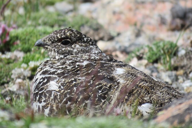Private Birding Hike in Rocky Mountain National Park - Timing and Terrain: What the 9 Hours Feels Like