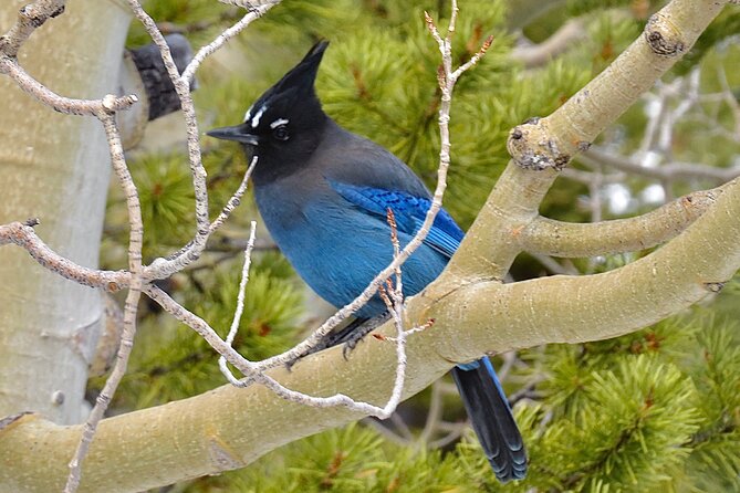 Private Birding Hike in Rocky Mountain National Park - Price and Value: Paying $700 for Up to 4 People