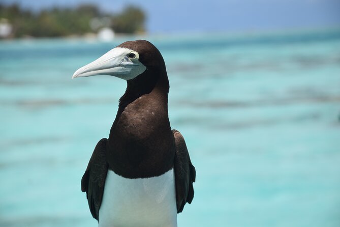 Private Day Trip Hike and Boat in Moorea - Stop 3: The marine fauna boat trip and what you can spot