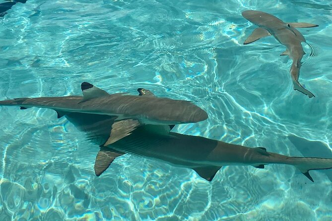 Private Day Trip Hike and Boat in Moorea - Guides and hospitality: the human factor that locals value