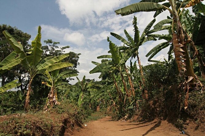 Private Full Day Hiking Experience to Marangu Route - Key Highlights You’ll Care About