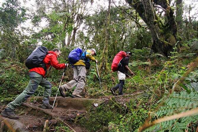 Private Full Day Hiking Experience to Marangu Route - Rest at Mandara Hut (30–45 Minutes): Why the Pause Matters
