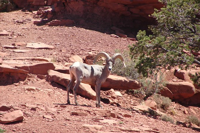 Private Grand Canyon Full Day Hike - Gear included: poles, backpacks, and micro-spikes when it’s icy