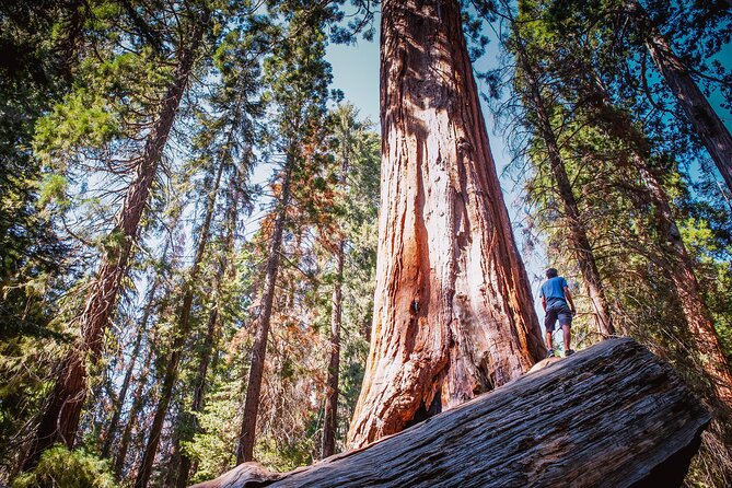 Private Guided Hiking Tour - Sequoia National Park - General Sherman Tree: seeing the largest tree in the world up close