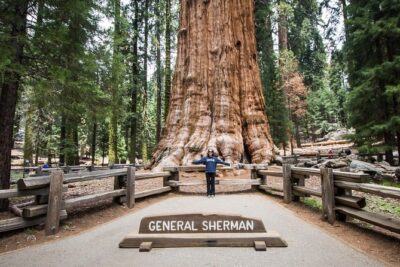 Private Guided Hiking Tour - Sequoia National Park - Start point: General Sherman Trailhead at 9:00 am (and back again)