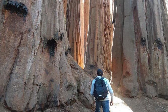 Private Guided Hiking Tour - Sequoia National Park - Crescent Meadow Loop: giant trees and off-the-beaten-path vibes