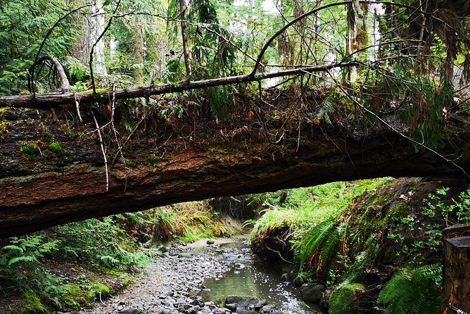 Private Guided Rainforest Hike in Victoria - Key Highlights That Make This Hike Worth It
