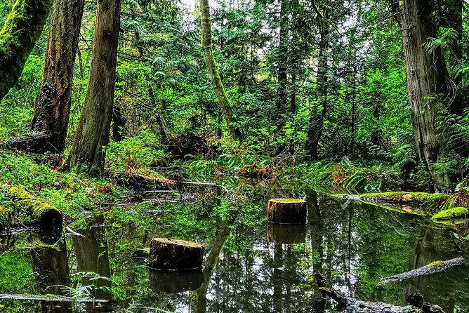 Private Guided Rainforest Hike in Victoria - Why Victoria’s Old-Growth Rainforest Hike Works So Well With Limited Time