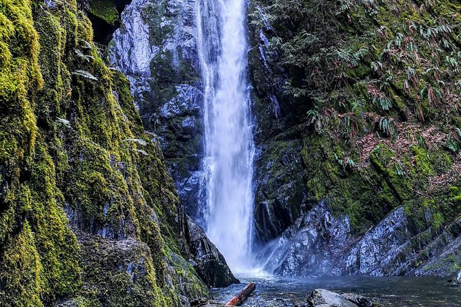 Private Guided Rainforest Hike in Victoria - The Real Value: What Your Private Guide Actually Adds