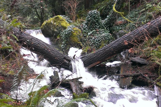 Private Guided Rainforest Hike in Victoria - Pickup and Timing: How to Make This Tour Feel Effortless
