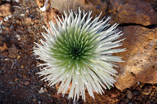 Private Haleakala Summit & Stroll from Kahului - Snacks, water, and the little things guides do right