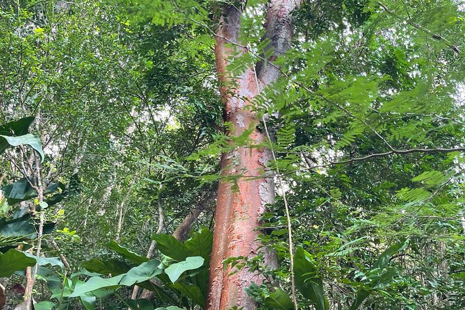 Private Hiking Tour in British Virgin Island with the Best 360 View - The Mount Alma “rebuilt trail” story adds meaning