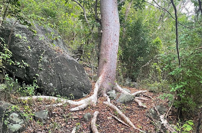 Private Hiking Tour in British Virgin Island with the Best 360 View - Price and value: $100 per person for a 2.5-hour private climb