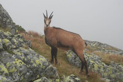 Private Hiking Tour Visit to Slovakia with Licensed Guide - The High Tatras hike plan: from meeting point to viewpoint time
