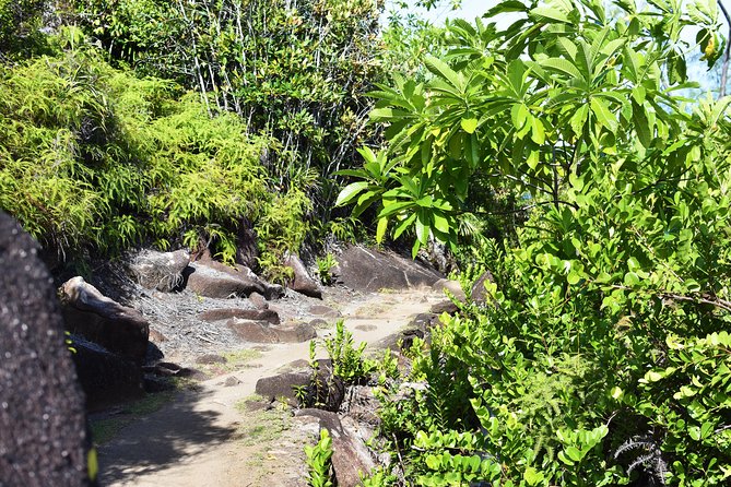 Private Nature Trail (Hiking) (1-2 persons) - Morne Blanc: the hard 630-meter climb with moss, frogs, and snails