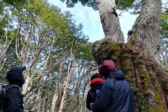 Private Patagonian Forest Hike in Punta Arenas: 4 Hour - Punta Arenas Forest Time Beats Another Photo Sprint