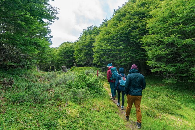 Private Patagonian Forest Hike in Punta Arenas: 4 Hour - Price and Inclusions: What $300 Really Covers